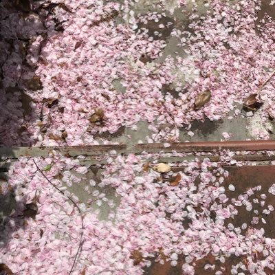 s_ai__30's profile picture. 01 maucc oil