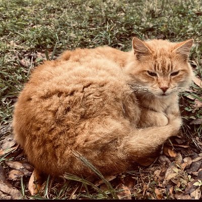 ♀️🌻 Adult Human Female, Learning about Radfem, lesbian, book recs. welcome 😘 Here to connect with other radfems. Love baking, gardening, and my cat Cleo 💕