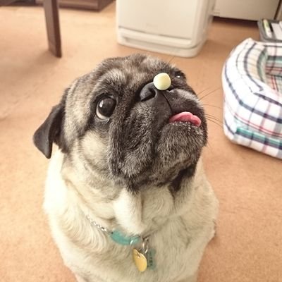 SkmrPug Profile Picture