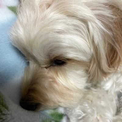hanamaru_marupu's profile picture. 50代間近のSE💻愛犬「はな」との生活🐕、読書📚、音楽🎵が癒し。🌈LE SSERAFIM🐯🍼、IVE、ONEOKROCKが好きなので、ファンの方ともお友達になりたいです🎶 語学勉強🇺🇸続けて、英会話できるようになりたいです🥺ゲームはモンハンが好きです🎮