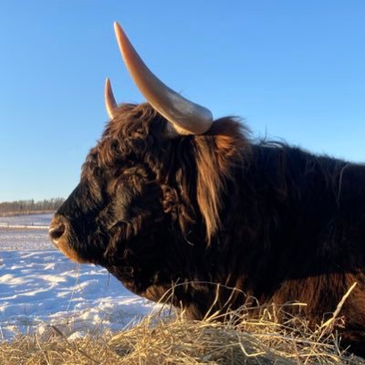 Registered Highland Cattle and premium Highland beef. Located in the Alberta Foothills, NW of Calgary.