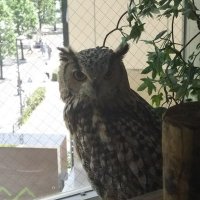 あんのうん (@unknownsaaan) 's Twitter Profile Photo あんのうん (@unknownsaaan) 's Twitter Profile Photo