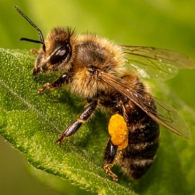 Bee yourself - Bee free - love and Bee loved - Bee creative - Bee soulful - Bee together