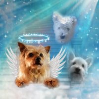 Mooch (@moochyorkie) 's Twitter Profile