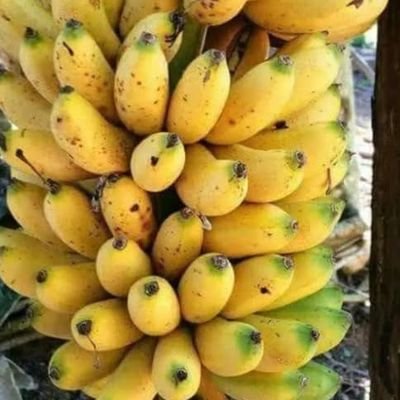 luckystar4747's profile picture. made in absence