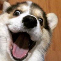 dezymossadc (@dezymossadc) 's Twitter Profile