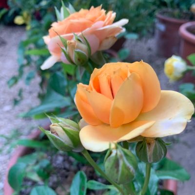 hirobarindo1031's profile picture. 東出昌大さんファンです✨✨