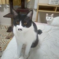 三代目駄貴枕＠牛猫 (@bear1208) 's Twitter Profile