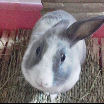 takii_pon's profile picture. @RAIKA_INWS🦦🦦🦦🦦🦦🦦🦦🦦                                             
目には見えない大事なものは
この手の中で光になる🐥🐥