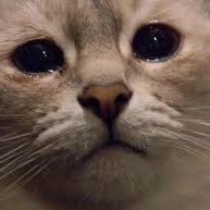 MaryVulpes's profile picture. 🦄