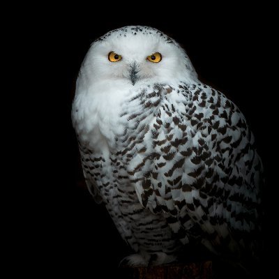 Stochastic owl.
Software engineer @hypersequent
Building @QASphereHQ
🇮🇳