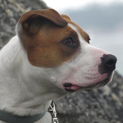 amatheson_sc's profile picture. Former sports reporter for the Santa Cruz Sentinel. Currently remodeling a home in Seattle.