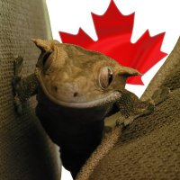 Rex 🦎 (@rex_tcg) 's Twitter Profile
