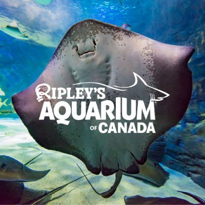 Ripley's Aquarium of Canada (@RipleysAquaCA) / X