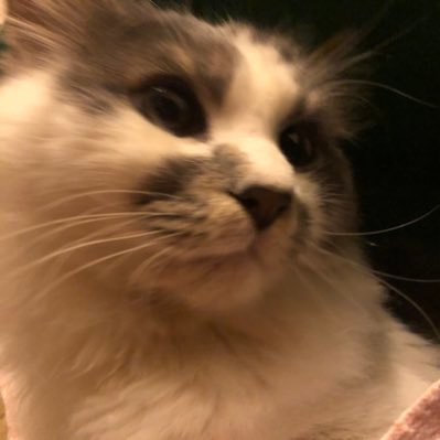 fippufpuf's profile picture. Pufpuf fipi yendi ✨🌸