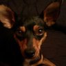 siviaromera1's profile picture. Defensora de animales no animalista pq esta palabra se ha ensuciado mucho. BLOQUEO a todo el que falte al respeto a los animales o a mí  🚫 DM NO ATIENDO