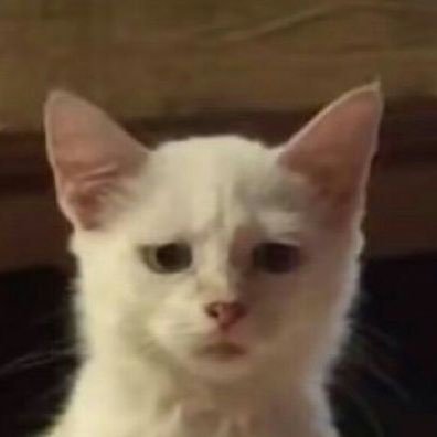 cat's patient | some people in the world ,that just still alive