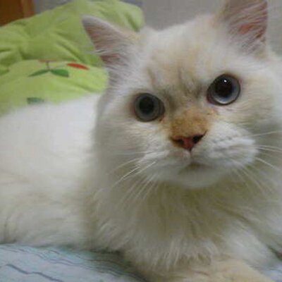 mia_mocha's profile image