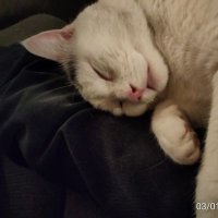 Gizmo (@rinus_pisvinger) 's Twitter Profile Photo Gizmo (@rinus_pisvinger) 's Twitter Profile Photo