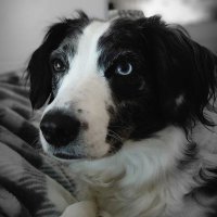 Shirl 🐾🐾 (@libertypup) 's Twitter Profile Photo Shirl 🐾🐾 (@libertypup) 's Twitter Profile Photo
