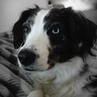 Shirl 🐾🐾(@libertypup) 's Twitter Profile Photo