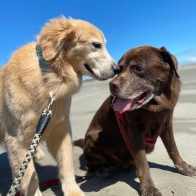チョコラブ 空(くぅ)🐶♀15歳4ヶ月で🌈へ♥ ゴル空(そら)🐶♂12歳♥茶々丸🐱♂推定年齢2歳で🌈へ♥蒼(あお)🐱♀1歳保護猫♥リツイートだけの人ごめんなさい🙏いいね❤はいろんな意味を込めて押させて頂きます💕