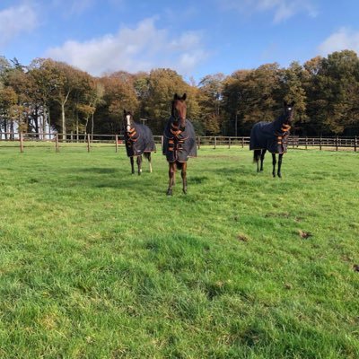 Situated in West Sussex, UK, Bulchins Farm Stud offers livery, backing and pre-training and care for youngstock and broodmares.
