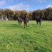 Bulchins Farm (@bulchinsfarm) Twitter profile photo Bulchins Farm (@bulchinsfarm) Twitter profile photo