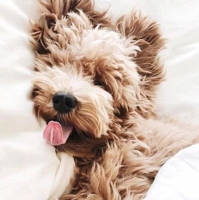 LisanneKijktBB's profile picture. #teamjane 💗 #bigbrothernlbe, reguliere account @Lisanne_1908