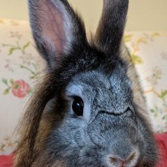 the human typist is owned and managed by two house bunnies & one mini dachshund; can also be found at @RainCityBunnies@mastodon.thirring.org