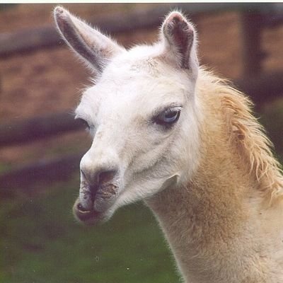 abscondedllama Profile Picture
