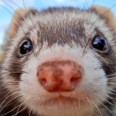 👋c'est mon compte principal, je souhaite améliorer le bien-être animal, même si c'est à mon petit niveau. j'💗 les animaux et JV
Ⓥ & antispéciste!🌱