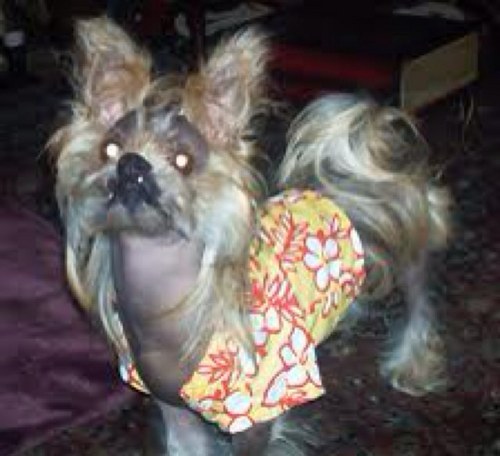 NandosWoofWoof's profile picture. Bilingual ver ver clever puppy of girl make. 

Live a jet set life and have the attitude to match. For sure.

No cross my path as things could get unattractive