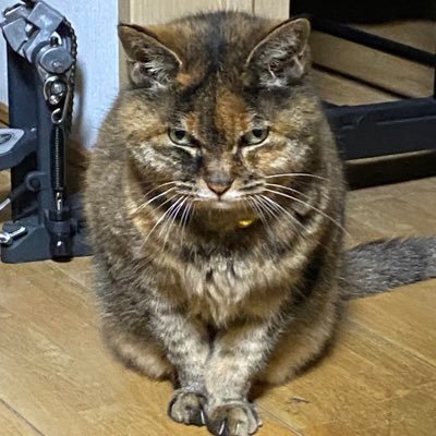猫先輩 81+ERGgL97L._UF350,350_QL50_.jpg
