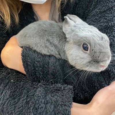 ネザーぷりん(あだ名はぷっぷ)🐰(6歳)とレオ(あだ名は子牛、レッレ、レッチ)(4歳)の2ぴょんのウサコ垢です🦭 我が家のBOSSはまめちゃん🐦(7歳セキセイちゃん)です