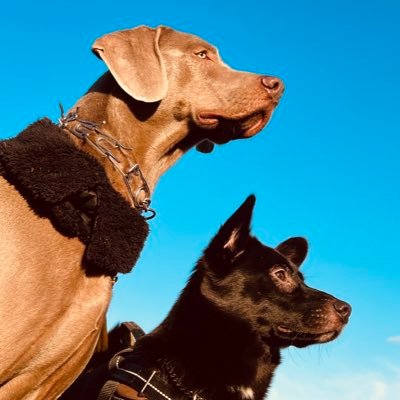 【HimDog】ヒムドッグ管理人 、蘭丸です。愛犬達、ワイマラナー犬、神威(カムイ)&ミックス犬、Dean(ディーン)とのライフスタイルをアップ。#ペット #犬 #大型犬 #犬との暮らし #ワイマラナー犬 #保護犬 #ヒムドッグ #YouTube
