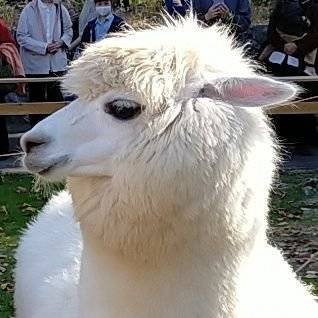 honobono5ban's profile picture. #ufm #fkm  #fkmainstream
エアドロップ祭に参戦してます