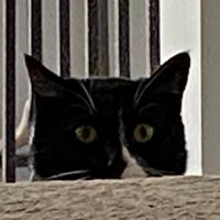 MinnesotaTurdCat (@minnesotaturd) 's Twitter Profile