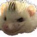 RSQ_SSBM's profile picture. oh dear god