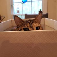 hellnokitty (@2kids6critters) 's Twitter Profile