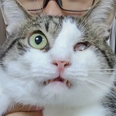 dancingpuffer's profile picture. 意識低い系主婦。保護猫カフェ出身隻眼猫ぎんなん（🎂2018年春→🏠2021.8.28）の首席メイド。人間のﾑｯｽｺ（🎂2009年3月）は弟。母の推し洗濯機はドラム缶だそうです。