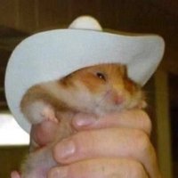 angelica 🐹 (@angelicughart) 's Twitter Profile Photo angelica 🐹 (@angelicughart) 's Twitter Profile Photo
