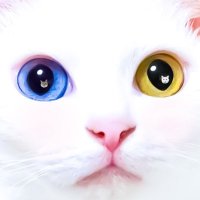 るかくらさん (@sangoruka_cats) 's Twitter Profile Photo るかくらさん (@sangoruka_cats) 's Twitter Profile Photo