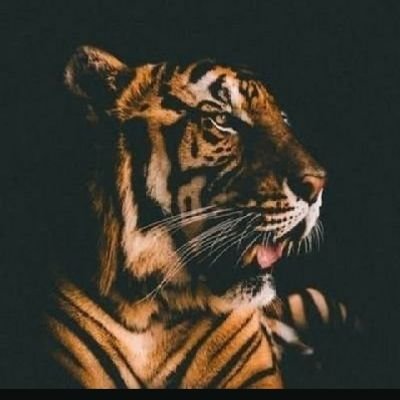crypto Investor,Entrepreneur 🐳
Cyber Enthusiast,IMPEX,Forex,Commodity Trader,Polyglot! (Fully Unvacd😎)
