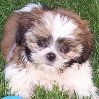 🇨🇦Marilyn🇨🇦 why can’t puppies live fur-ever💔(@Marilyn4RedCan) 's Twitter Profile Photo