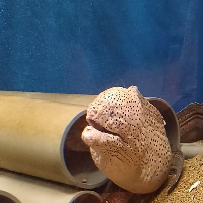 キュウソネコカミ/打首獄門同好会/四星球/レキシ/岡崎体育/セックスマシーン!!/忘れてモーテルズ/などなど。漫画や和歌も好きです