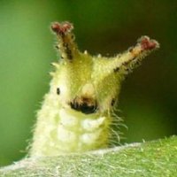 doro🍉 (@dorotsuchi) 's Twitter Profile