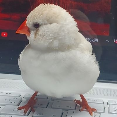 念願のジャンキン🐣と暮らせる事になりました🥹感謝💚🌺
20230128🐥フォーン♂16g
20240208🐥CFW19g♀️
20250323🐥23g♀️
20250514🐥メイ君♂
BLA3級🐥
動植物大好き😍💘宜しくお願いします💖
無言フォロー失礼シマス🙏