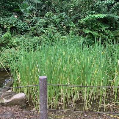 藤子・F・不二雄ミュージアムはらっぱの池に生えている水草を観察して愛でる。※非公式アカウント。