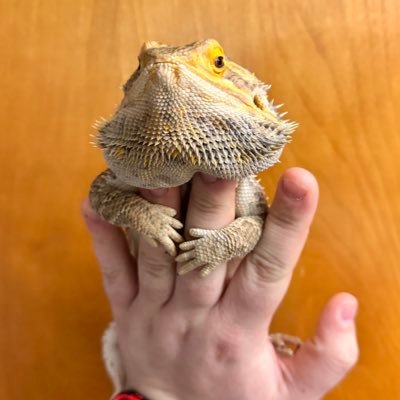 Reptile Lover and Enthusiast! Owner of 1 Bearded Dragon Named Cosmo!🦎 and 1 Leopard Gecko Named Jasper!🦎 Also an avid Funko Collector!😌 MASSIVE Grogu Fan too